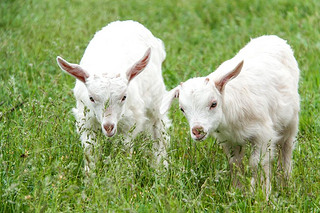 goatlings ڴĲݵϳԲ