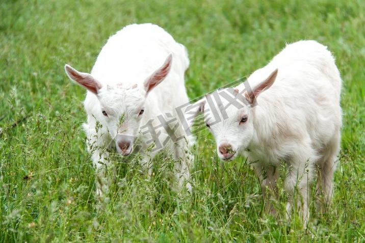 goatlings ڴĲݵϳԲ