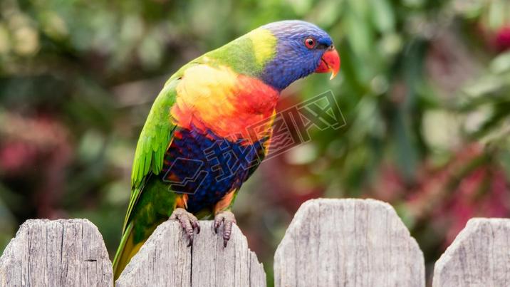 Rainbow Lorikeet on the timber fence at Woy Woy Woy, NSW, Australia
