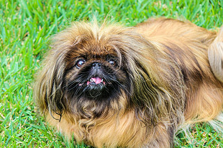 ɫëPekingeseŮԡ ҲΪPekinese  Beijing Lion DogChinese Spaniel  ֣Ѫͳ Ӱ̲ݱ