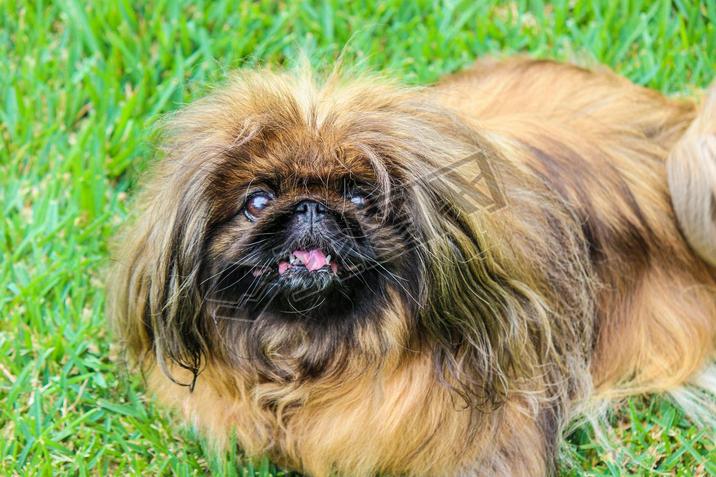 ɫëPekingeseŮԡ ҲΪPekinese  Beijing Lion DogChinese Spaniel  ֣Ѫͳ Ӱ̲ݱ