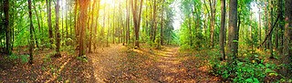 Forest Panorama