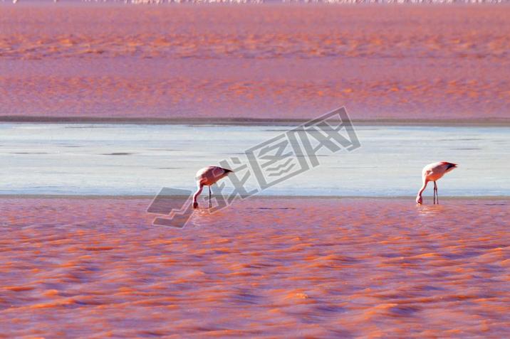 άLaguna Colada flamingos