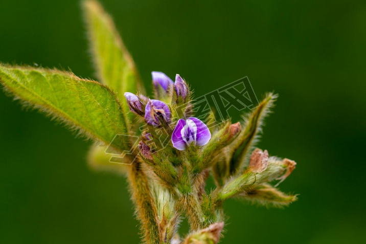 Soy flowers in sunny field. Green growing soybeans