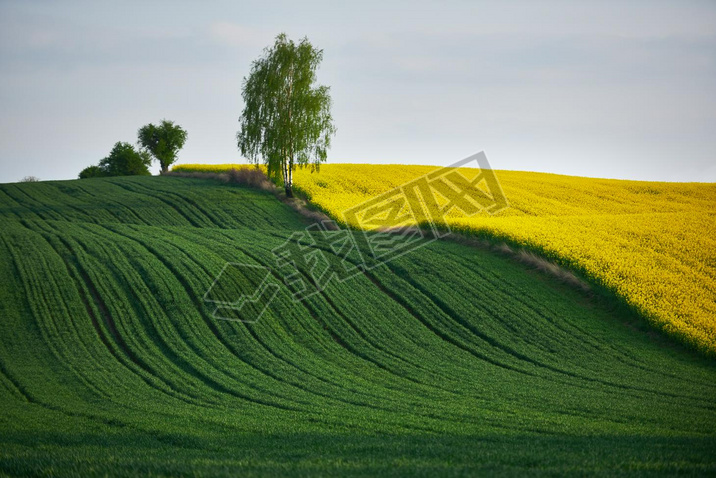 Rapeseed field and grain field with a tree growing on their border