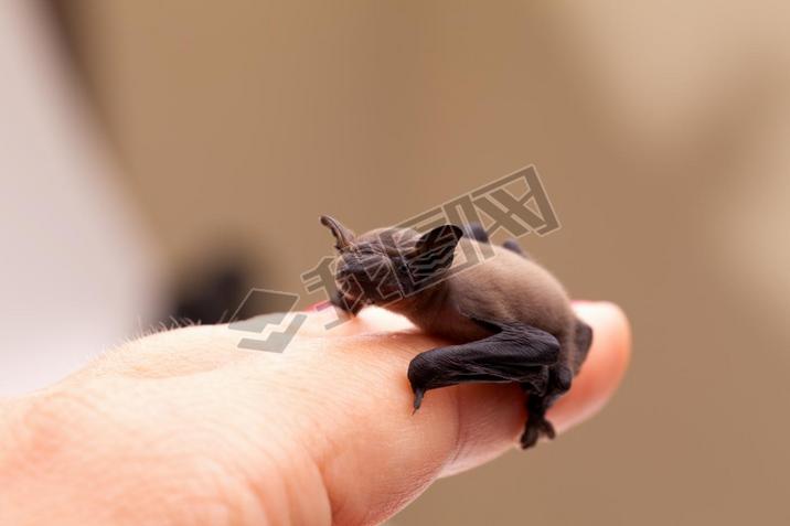 Cute Baby Bat