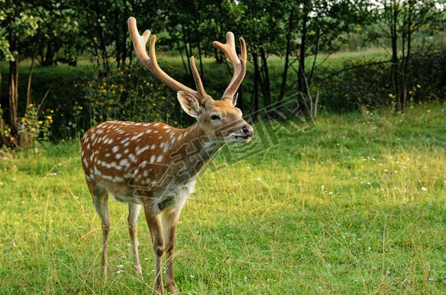 Spotted deer.