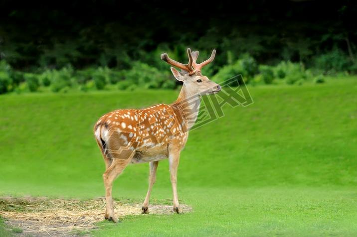 Sika deer