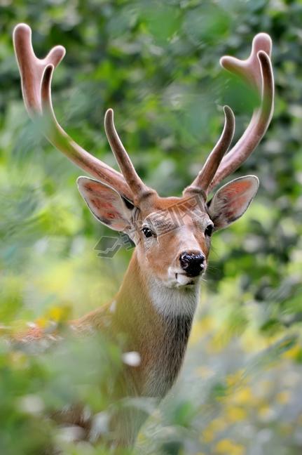 Whitetail deer