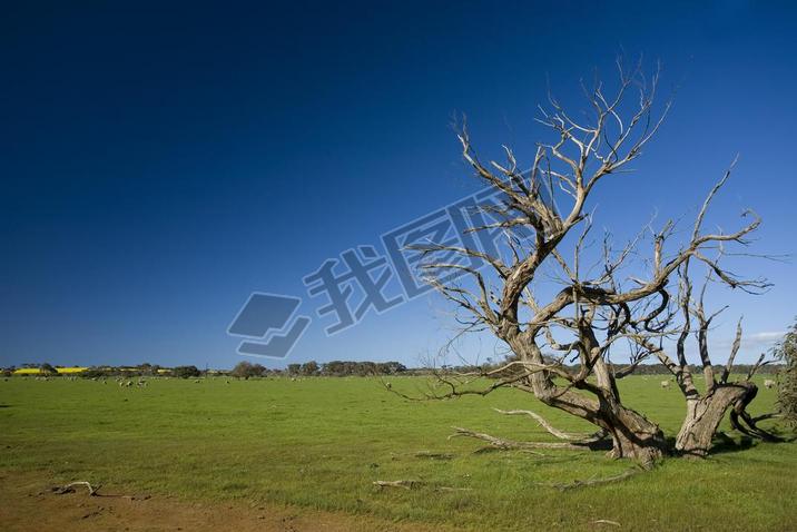 Grass field with bizarre dead tree