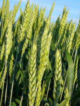 early summer wheat crop blowing in the breeze