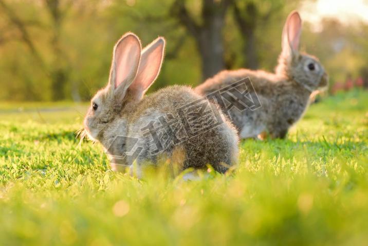 Cute baby rabbit on a green lawn sunshine. Little rabbit on green grass in summer day