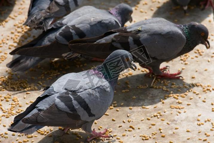 Pigeon on the ground