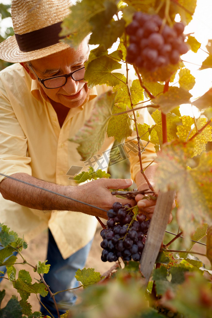 Man harvesting grapes for wine