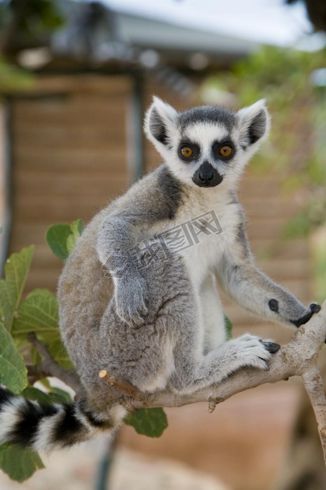 Ring-tailed Lemur