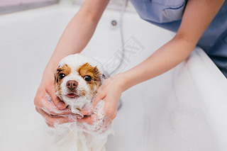 sweet pet spitz get shower