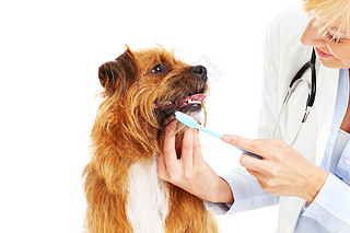 Vet brushing dog's teeth