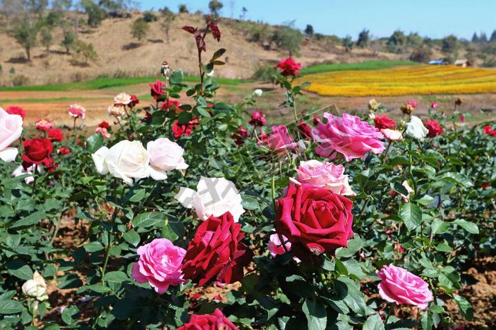 Beautiful rose garden wide