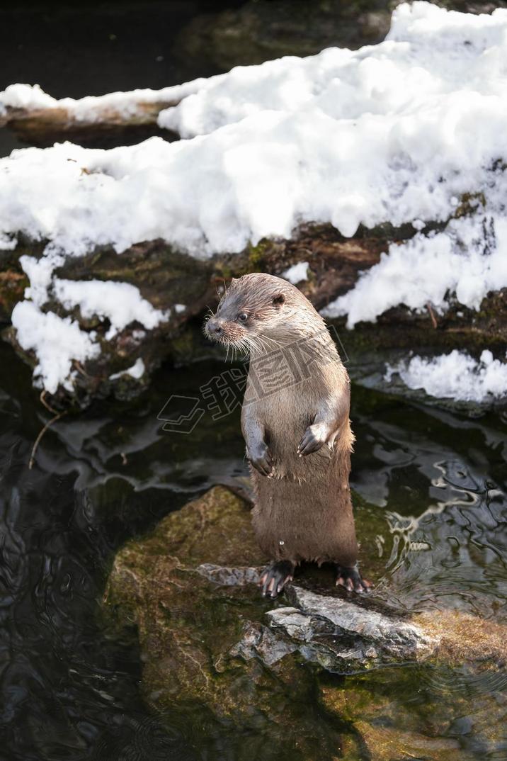 Lutra lutra standing on a rock, otter close-up image standing on a rock