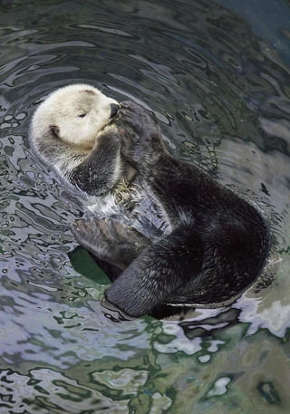 Portugal, Lisbon, Lisbon Oceanarium, sea otter