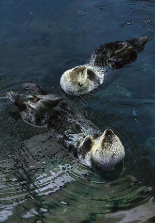 Portugal, Lisbon, Lisbon Oceanarium (Ocean rio de Lisboa), sea otters