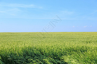 Young wheat field on summer day