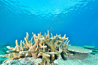 Sea or ocean underwater with coral reef