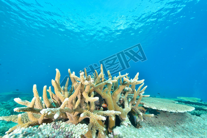 Sea or ocean underwater with coral reef
