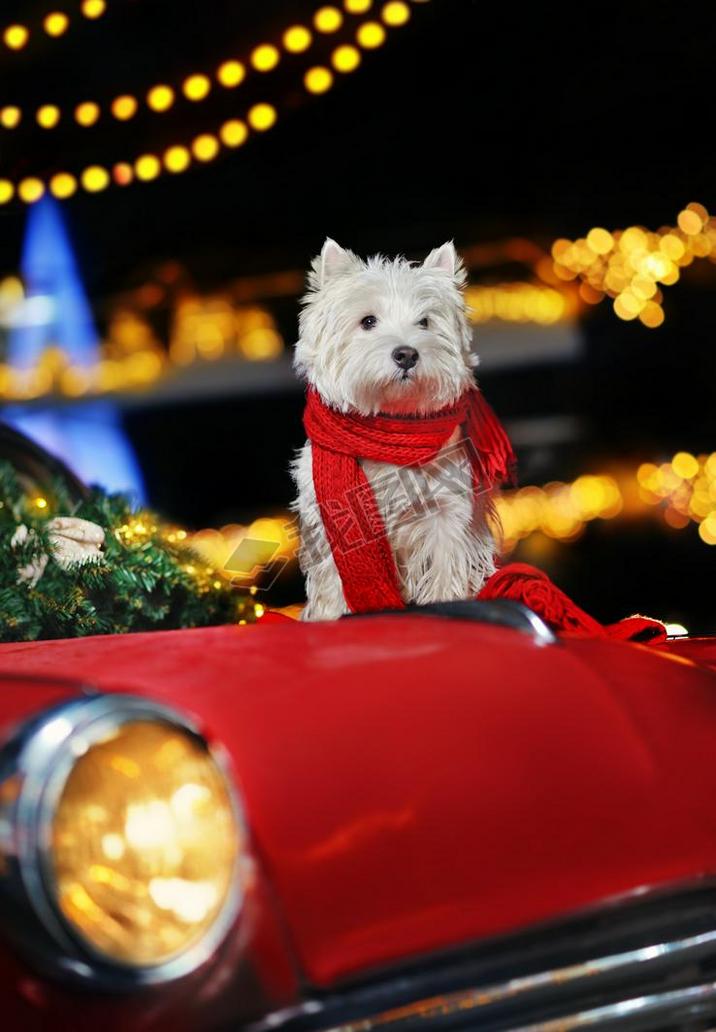 West highland dog sitting on the decoared retro car trunk