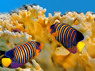 Regal angelfish (pygoplites diacanthus)