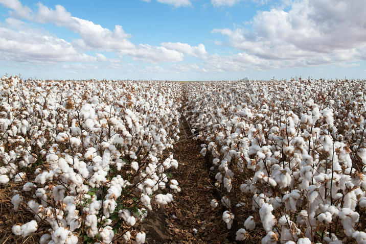 Cotton ready for harvest, near Warren, in New South Wales, Australia