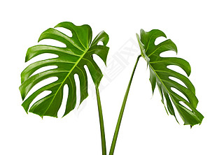 Monstera deliciosa leaf or Swiss cheese plant, Tropical foliage isolated on white background, with c