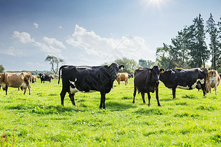 cows on new zealand pasture