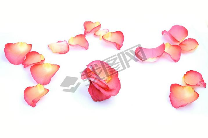 rose petals on a white background