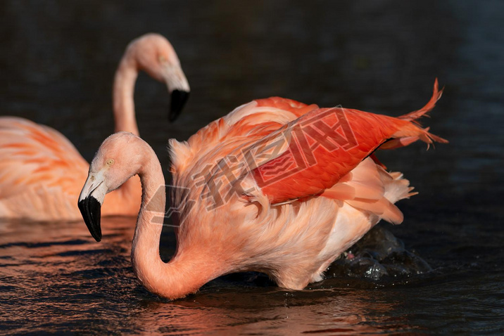A pair of vibrant flamingoes moving through water.