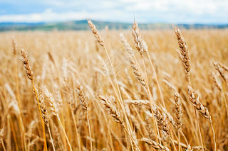 Wheat field