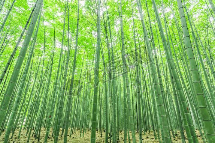  bamboo forest in China