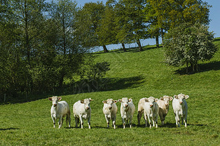 Cows grazing on grassy green field on a bright sunny day. Normandy, France. Cattle breeding and indu