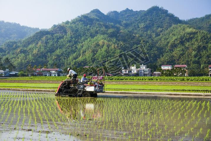 Farmers use transplant rice seedlings machine in the paddy field.