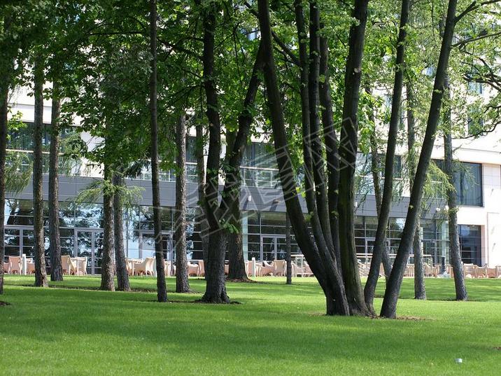 Beautiful panorama of green city park at dawn 