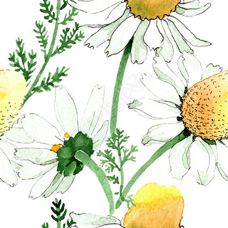 Wild spring Chamomile flowers. Watercolor illustration set. Watercolour drawing fashion aquarelle. S