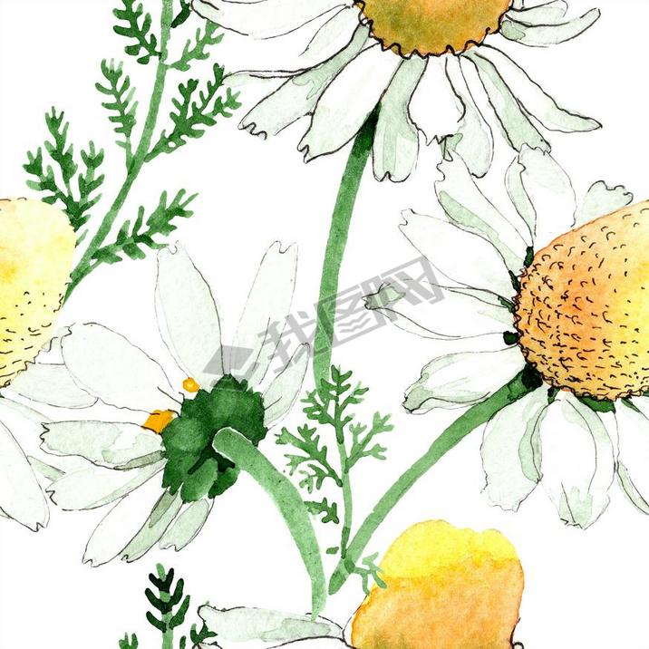 Wild spring Chamomile flowers. Watercolor illustration set. Watercolour drawing fashion aquarelle. S