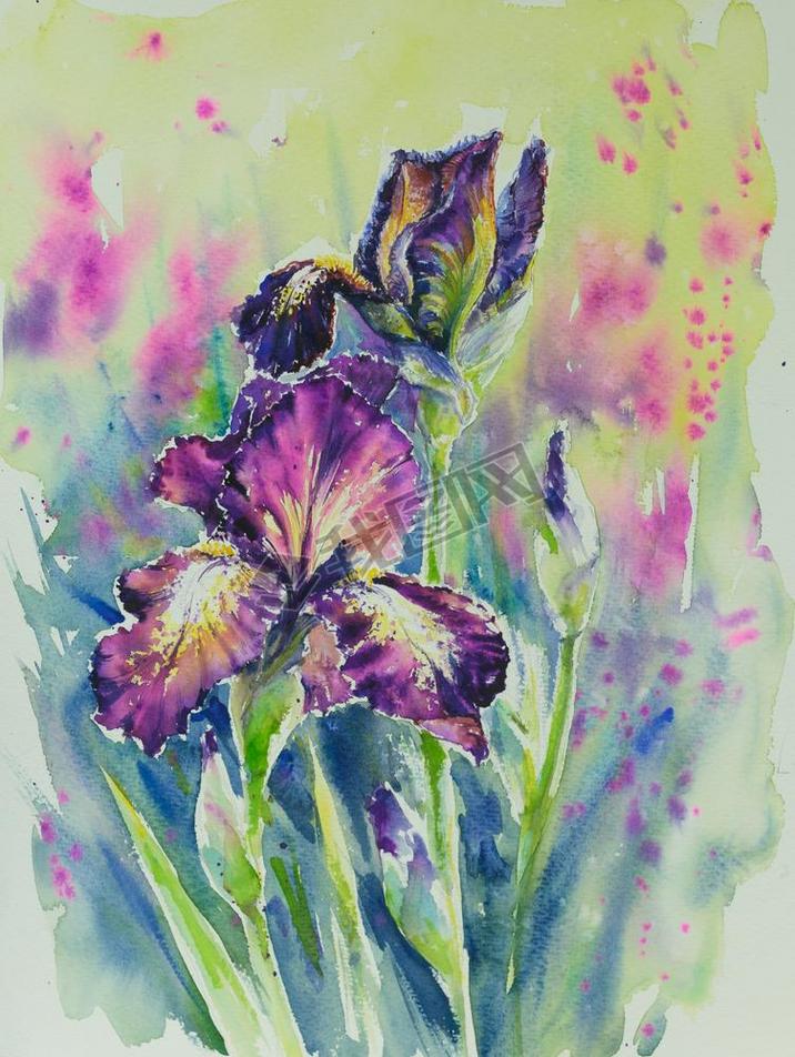 Iris watercolors painted