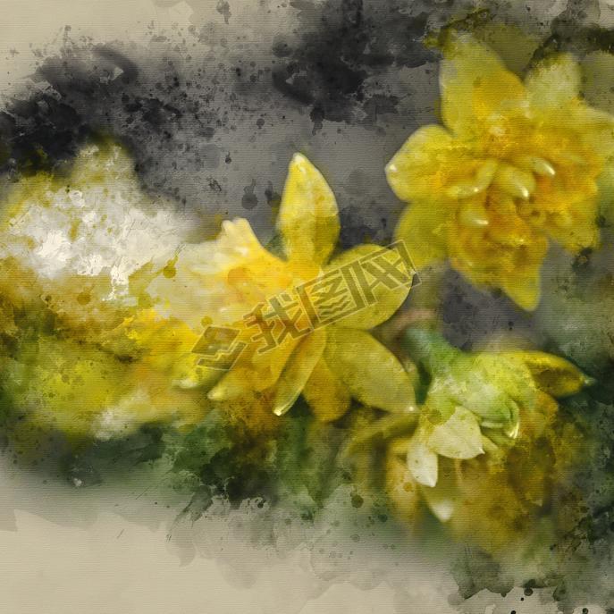 Watercolour painting of beautiful vibrant daffodil narcissus flowers in Spring