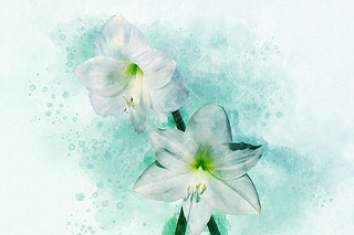 Watercolor painting of a white Amaryllis. Floral illustration.