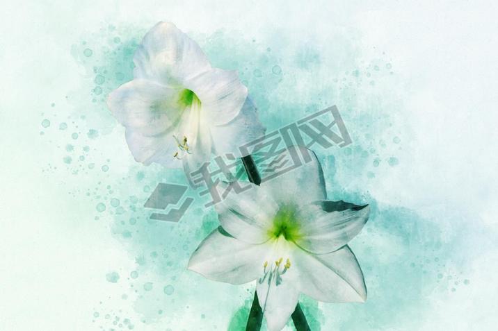 Watercolor painting of a white Amaryllis. Floral illustration.