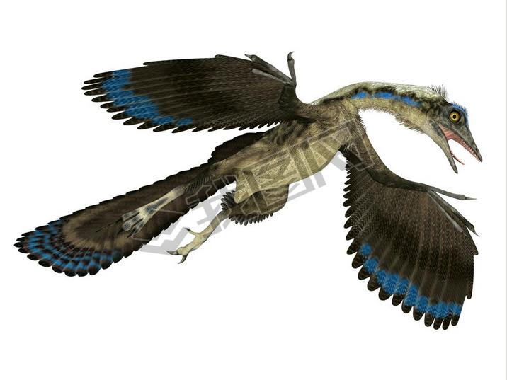 Archaeopteryx was a carnivorous Pterosaur reptile that lived in Germany during the Jurassic Period.