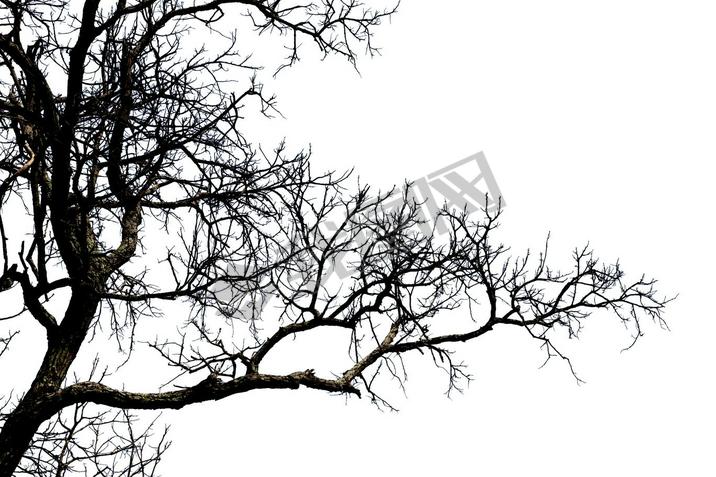 Dead branches , Silhouette dead tree or dry tree on white backgr