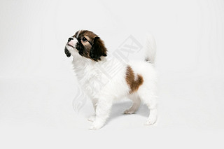 Studio shot of Papillon Fallen little dog isolated on white studio background