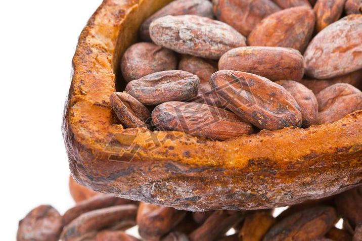 fves de cacao dans les fruits secs de cacao matures